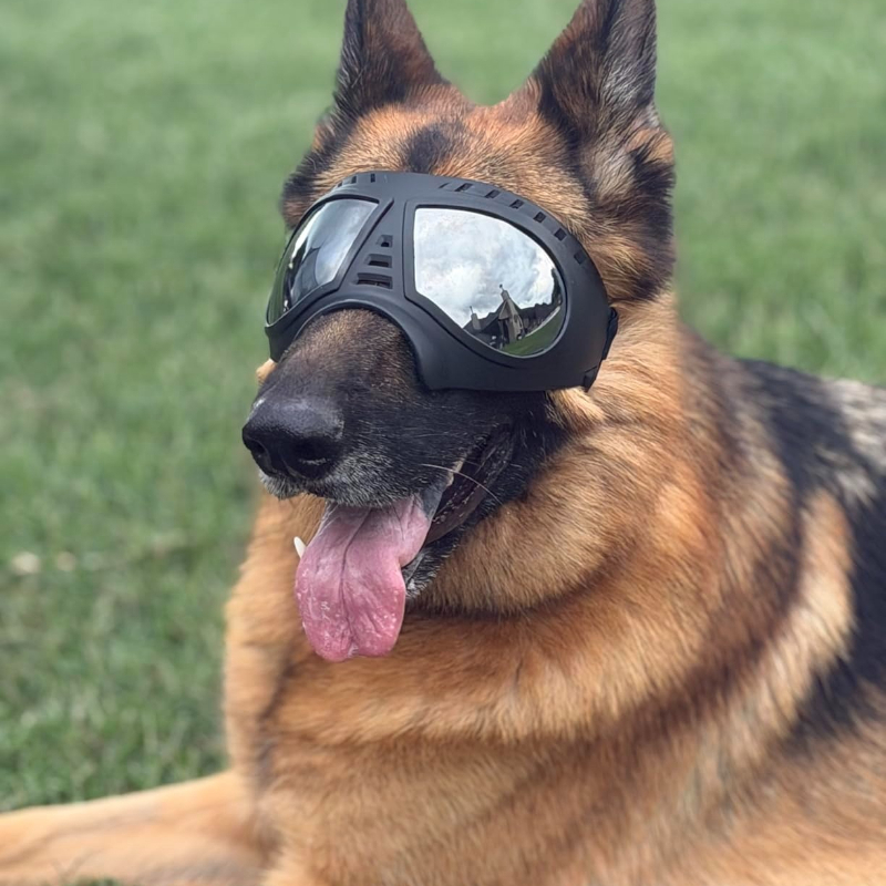 Pet Glasses for Medium Large-s - Sunglass Retainer Cord 评论和价格